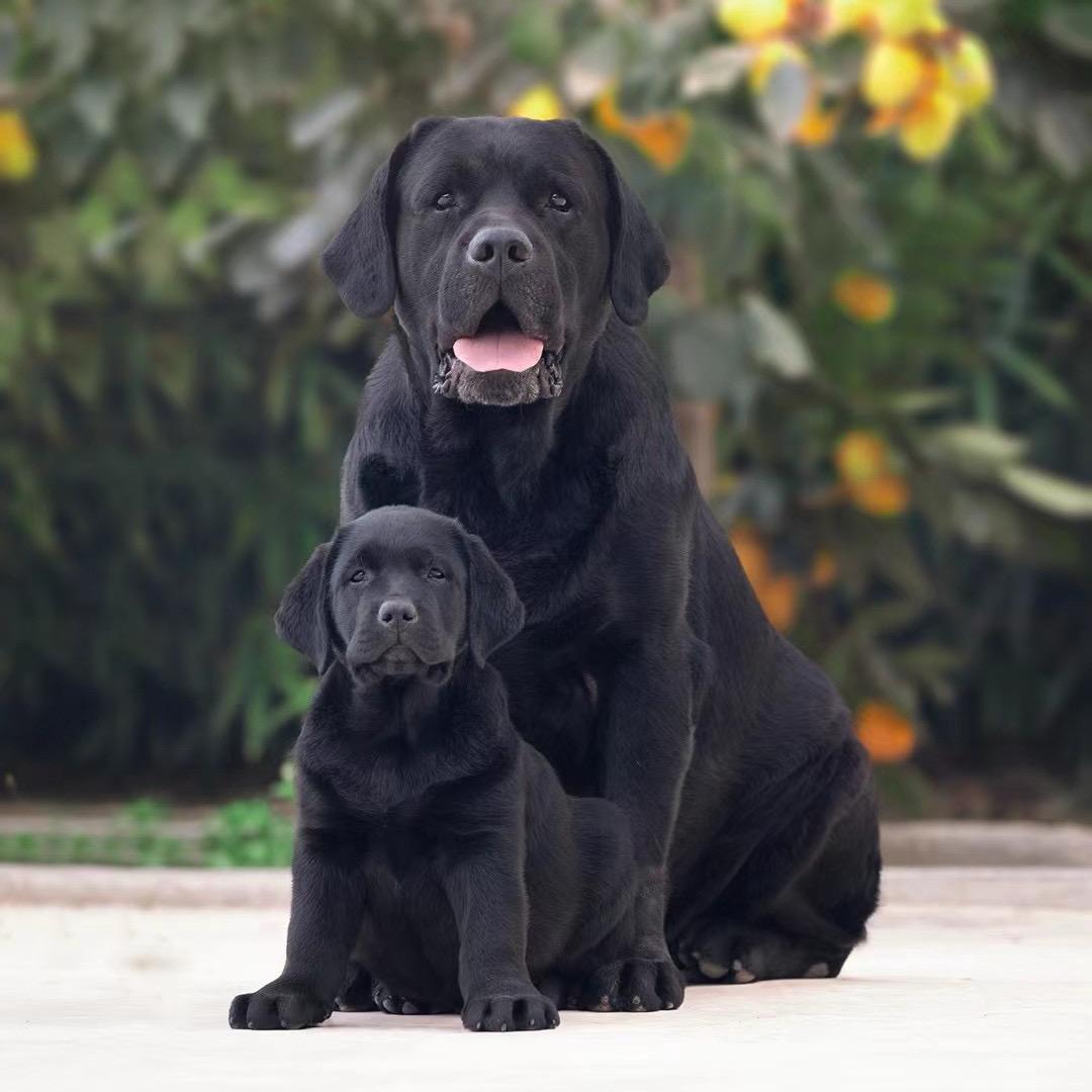 梦天拉布拉多犬舍