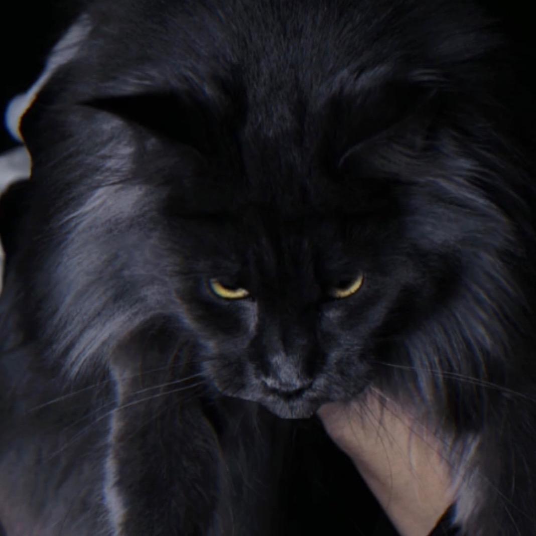 DouDou 缅因猫舍