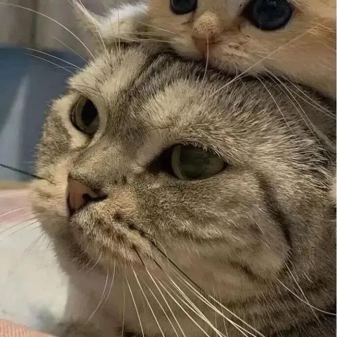 我再也不瞎聊了