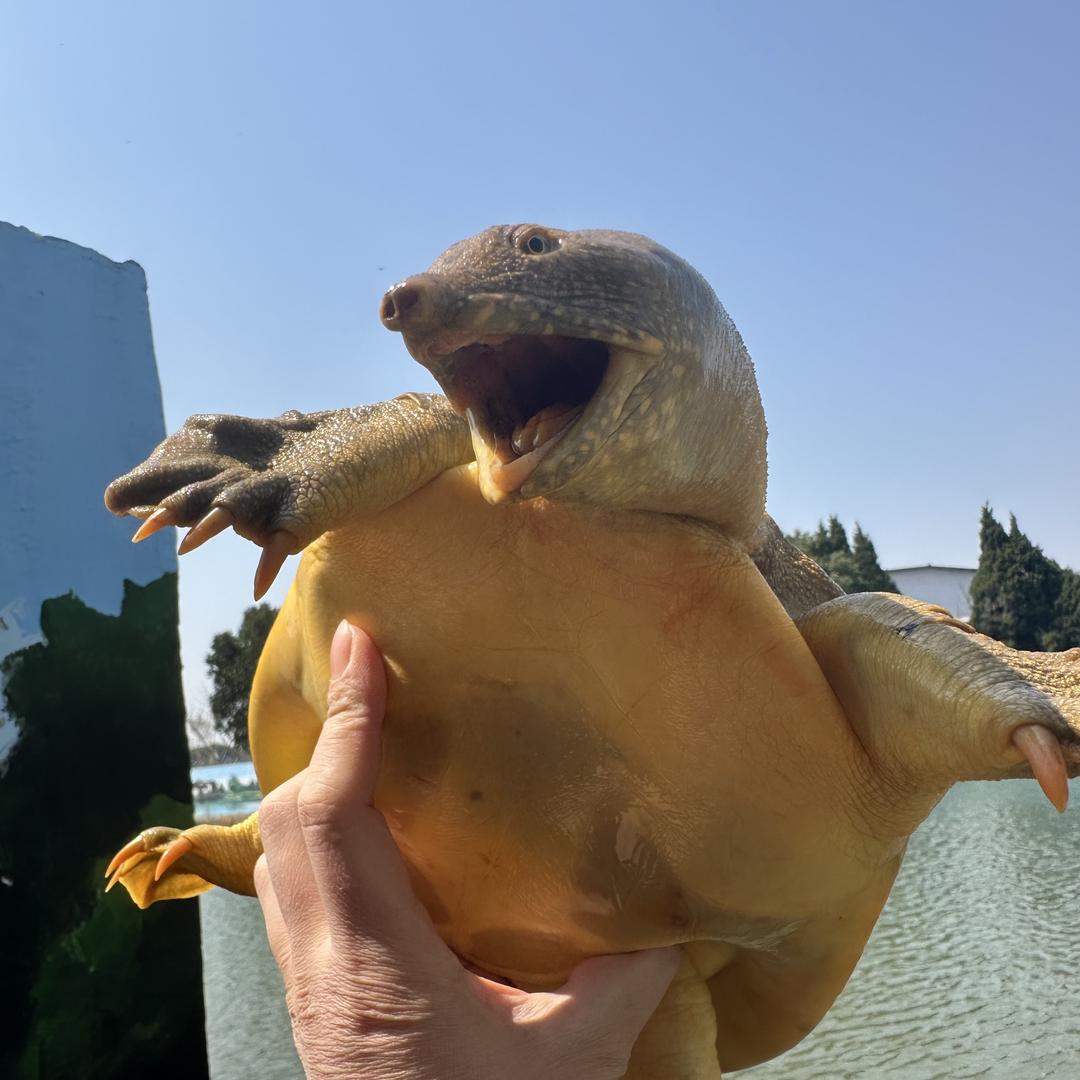 有庆甲鱼
