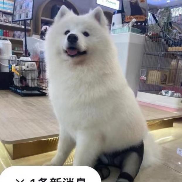 白牙牙²⁵²⁸(狗嗖的)