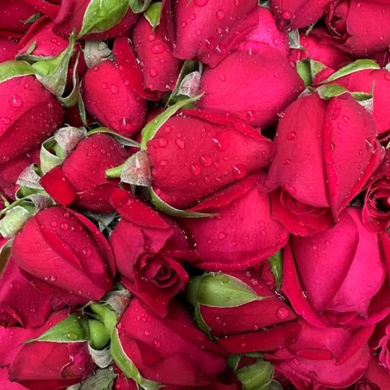 墨红玫瑰鲜享家