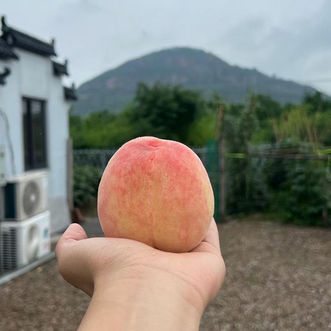正宗无锡阳山水蜜桃