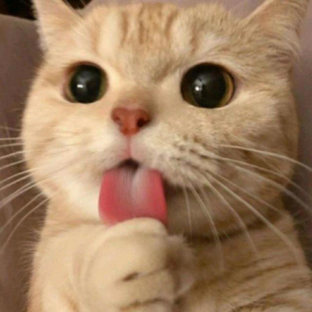 荼