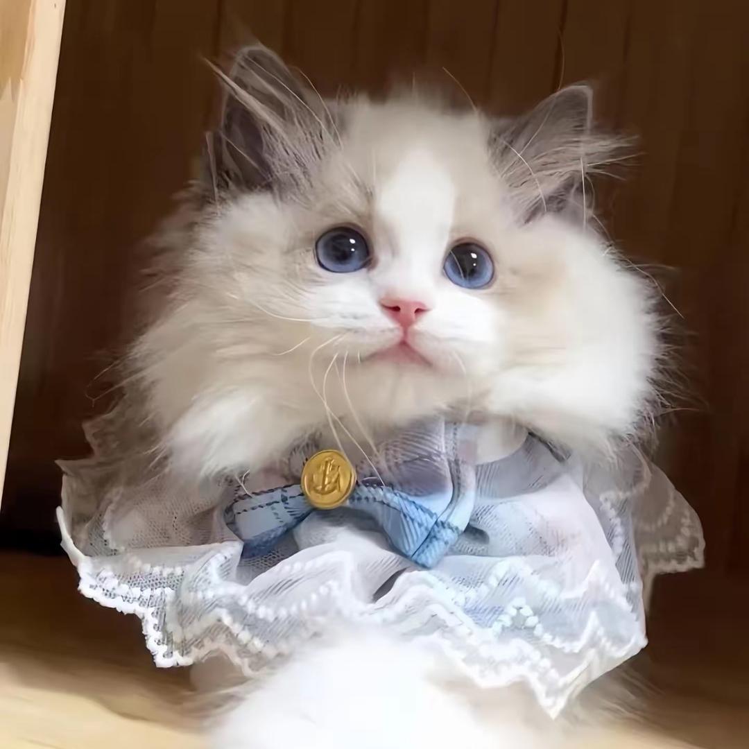 阿鱼🐟猫舍