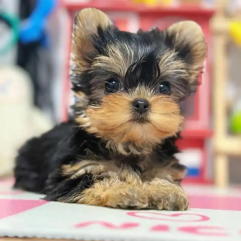 万千宠爱犬业