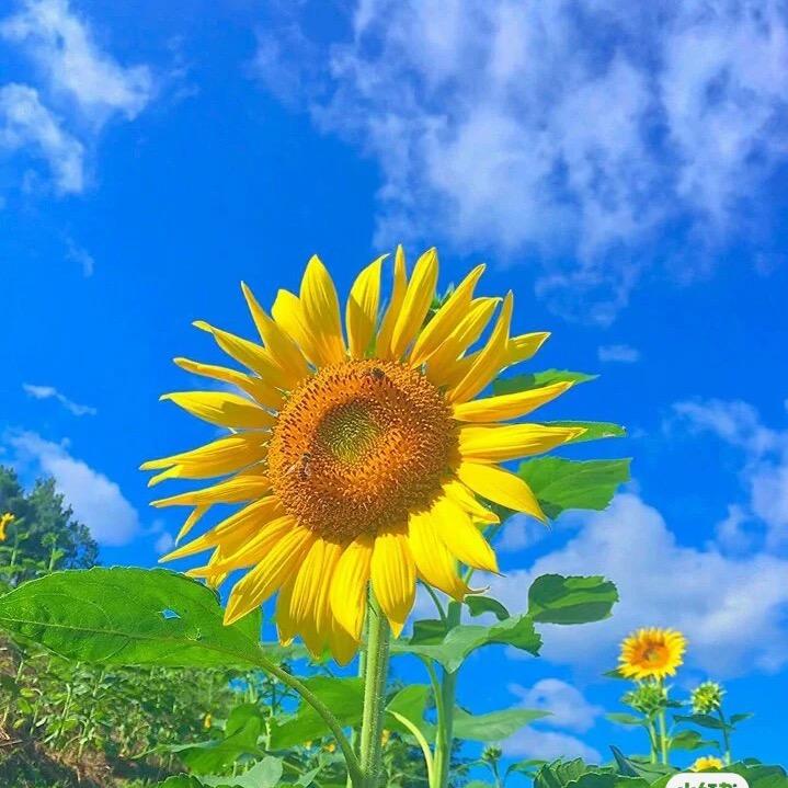 播种幸福