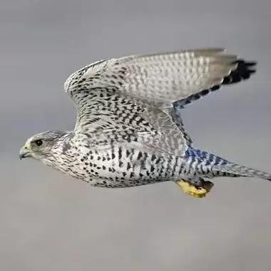 猎隼 ᠪᠠᠳᠦᠮᠦᠢ᠍ᠩᠬᠡ