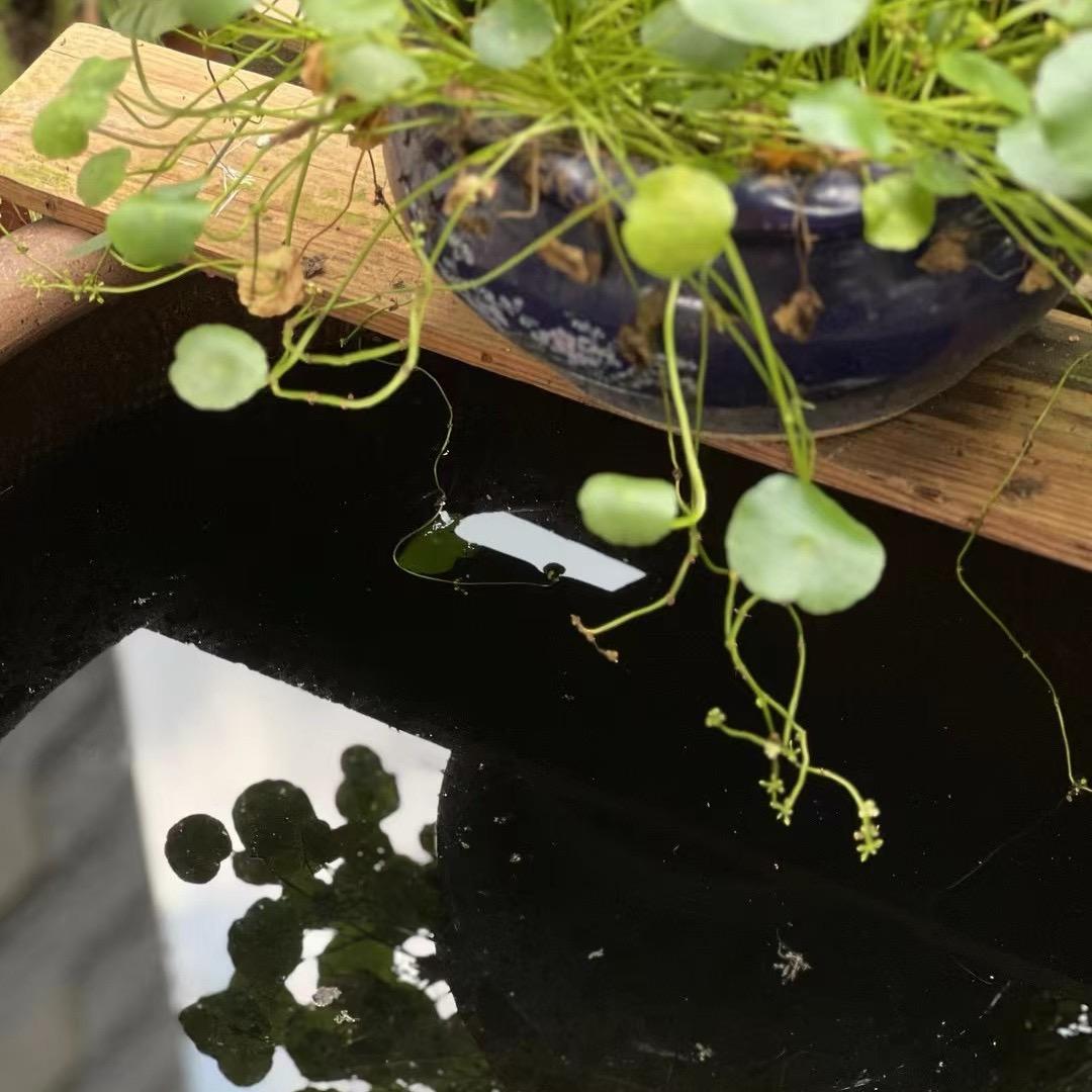 豆豆鞋