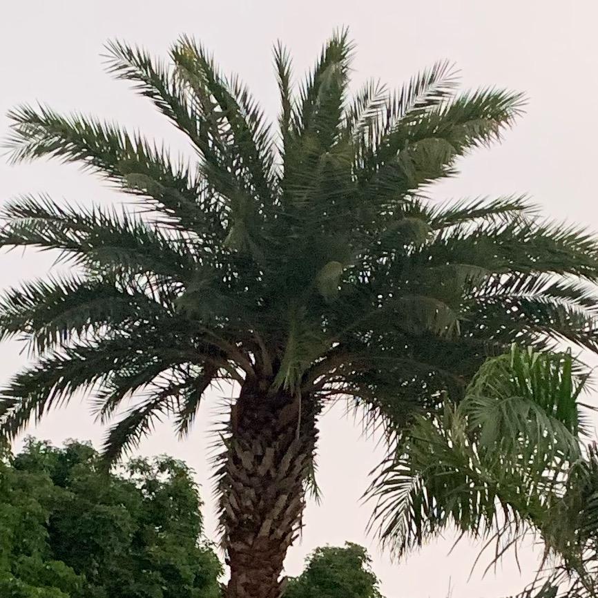 不吃饭就会饿