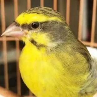 小小鸟（丝雀）