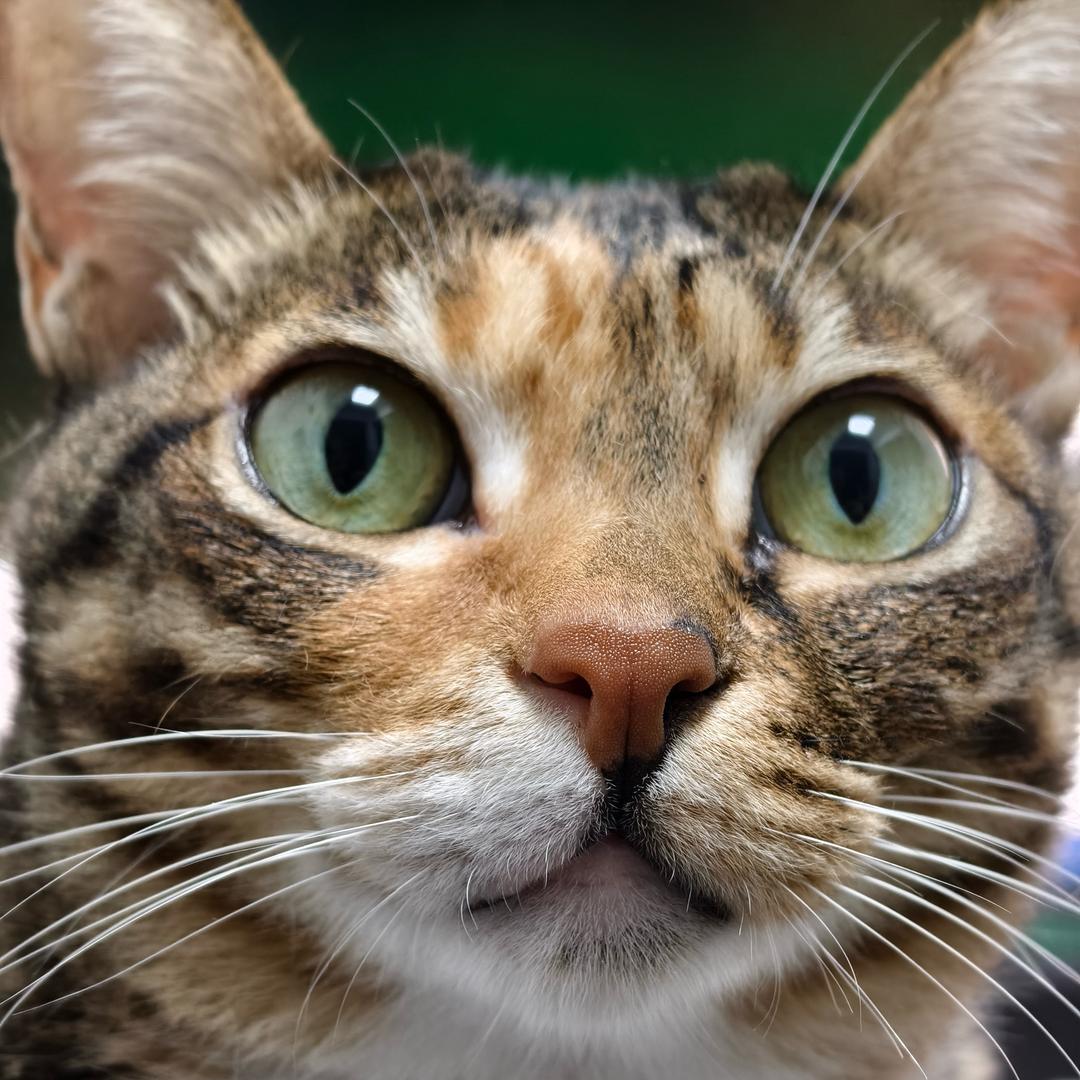 木耳猫