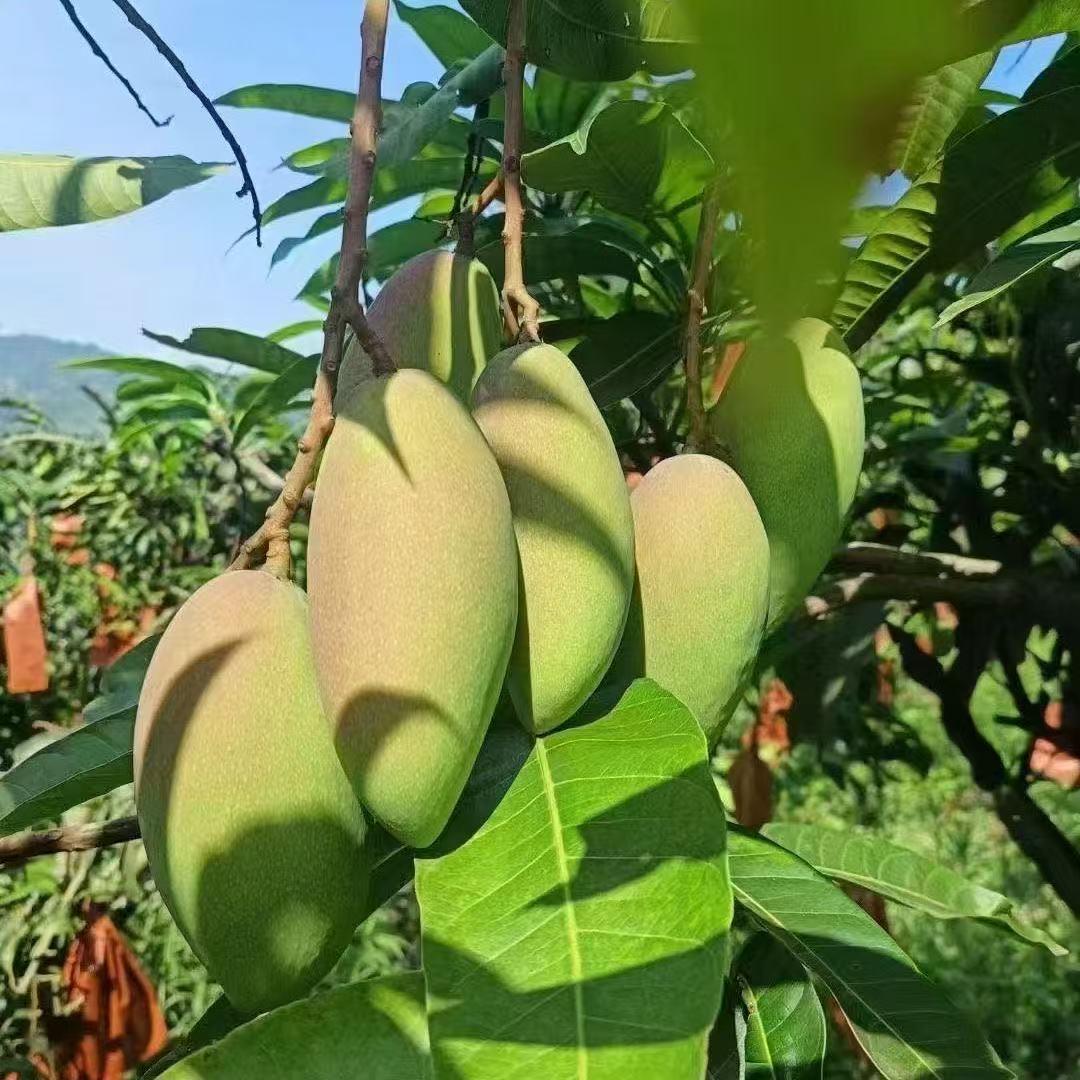 花不错（生鲜水果）