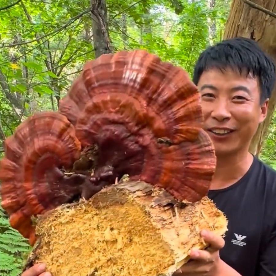 波哥@