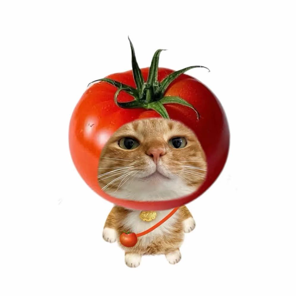 养只猫.