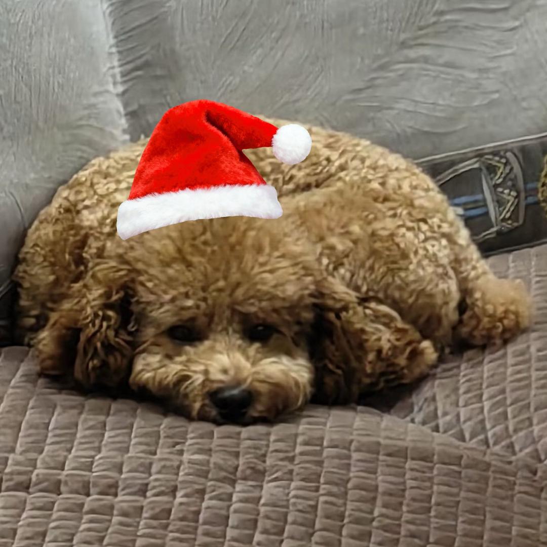 栽培西红柿的人（见过李荣浩版）