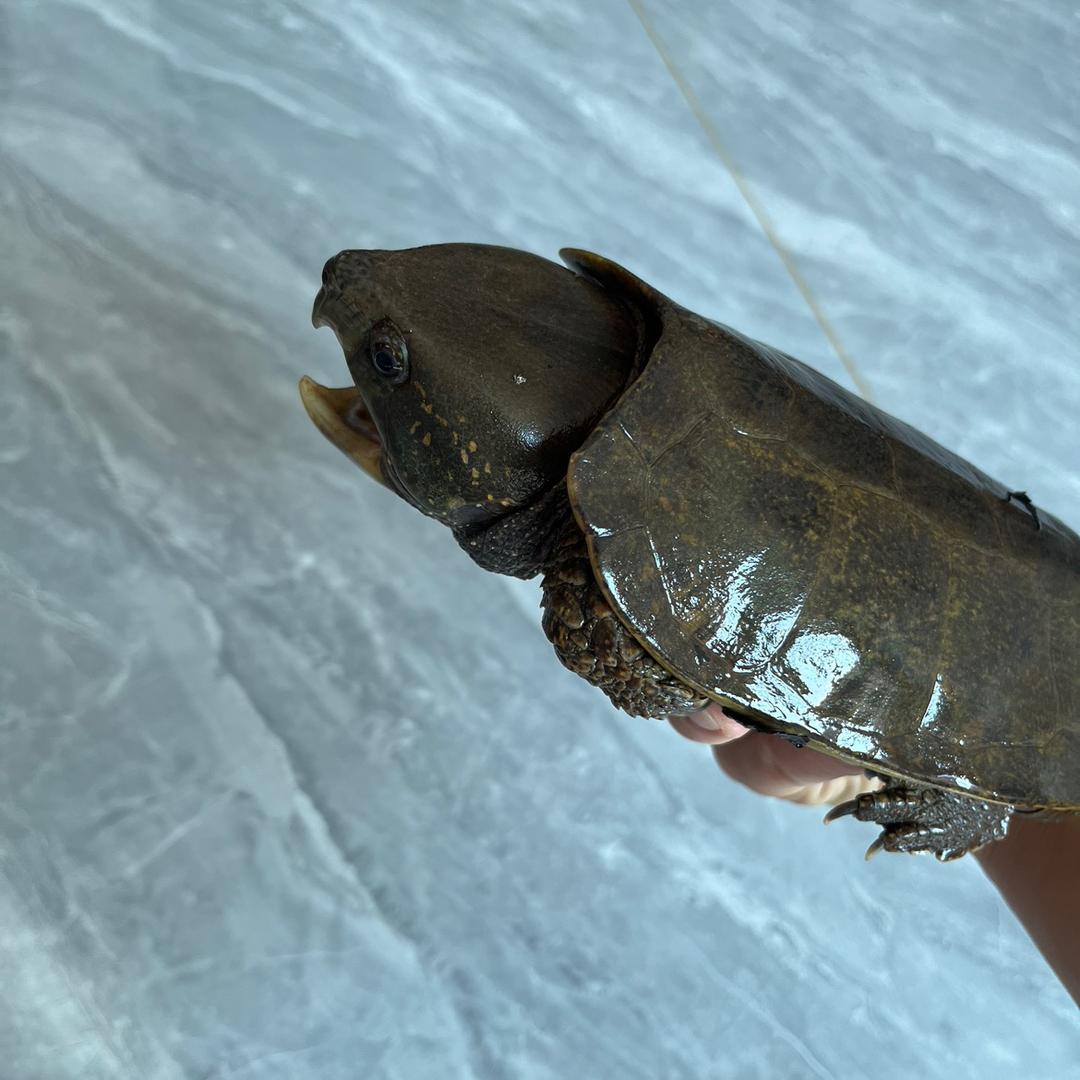 德庆铭仔 养殖平胸龟