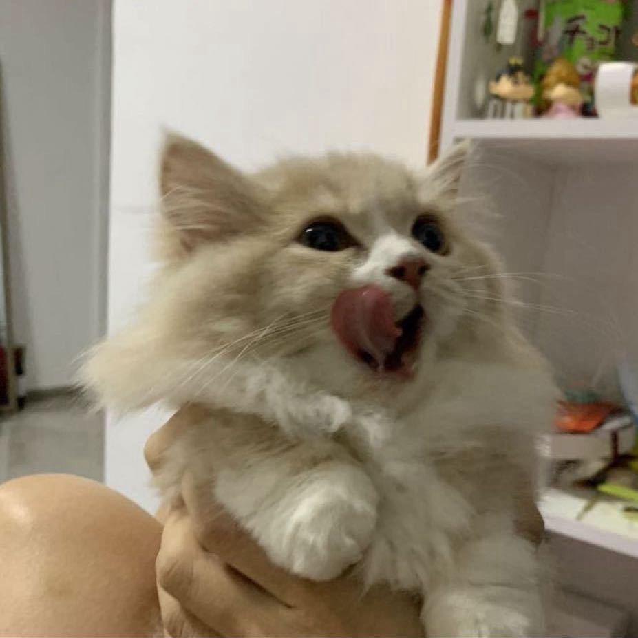 站着能睡觉
