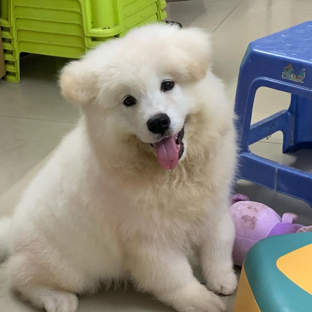 叫小七～