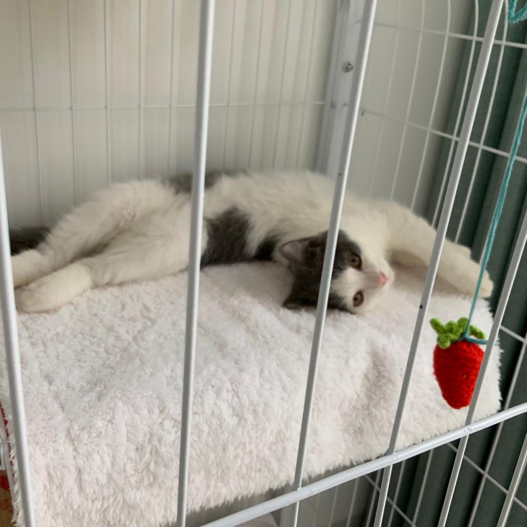 🐶咪咪🐱日记