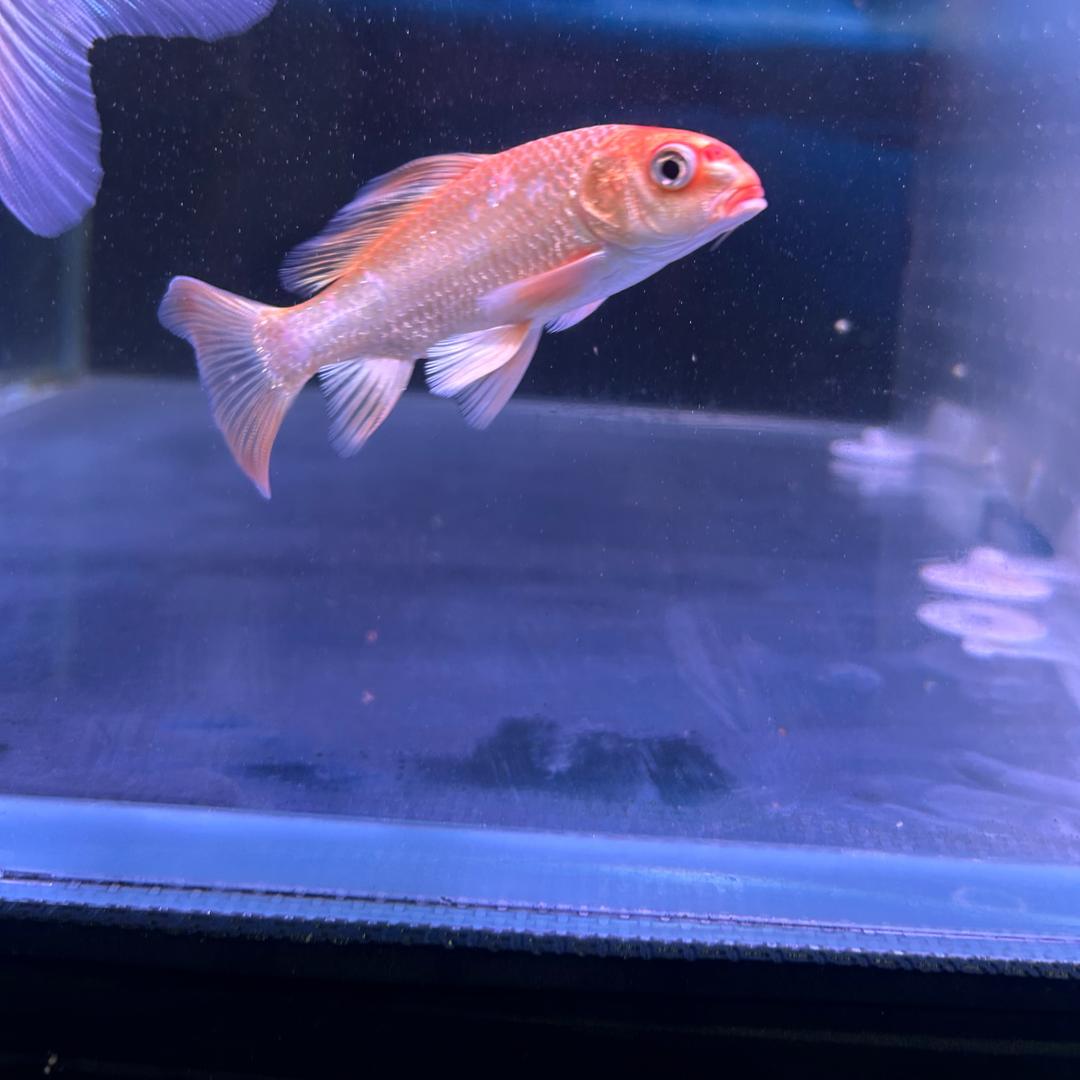 有缘蝴蝶鲤