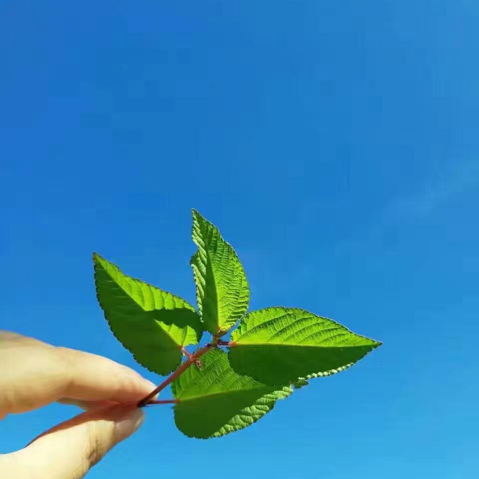 👣🌸🍃芋泥麻薯