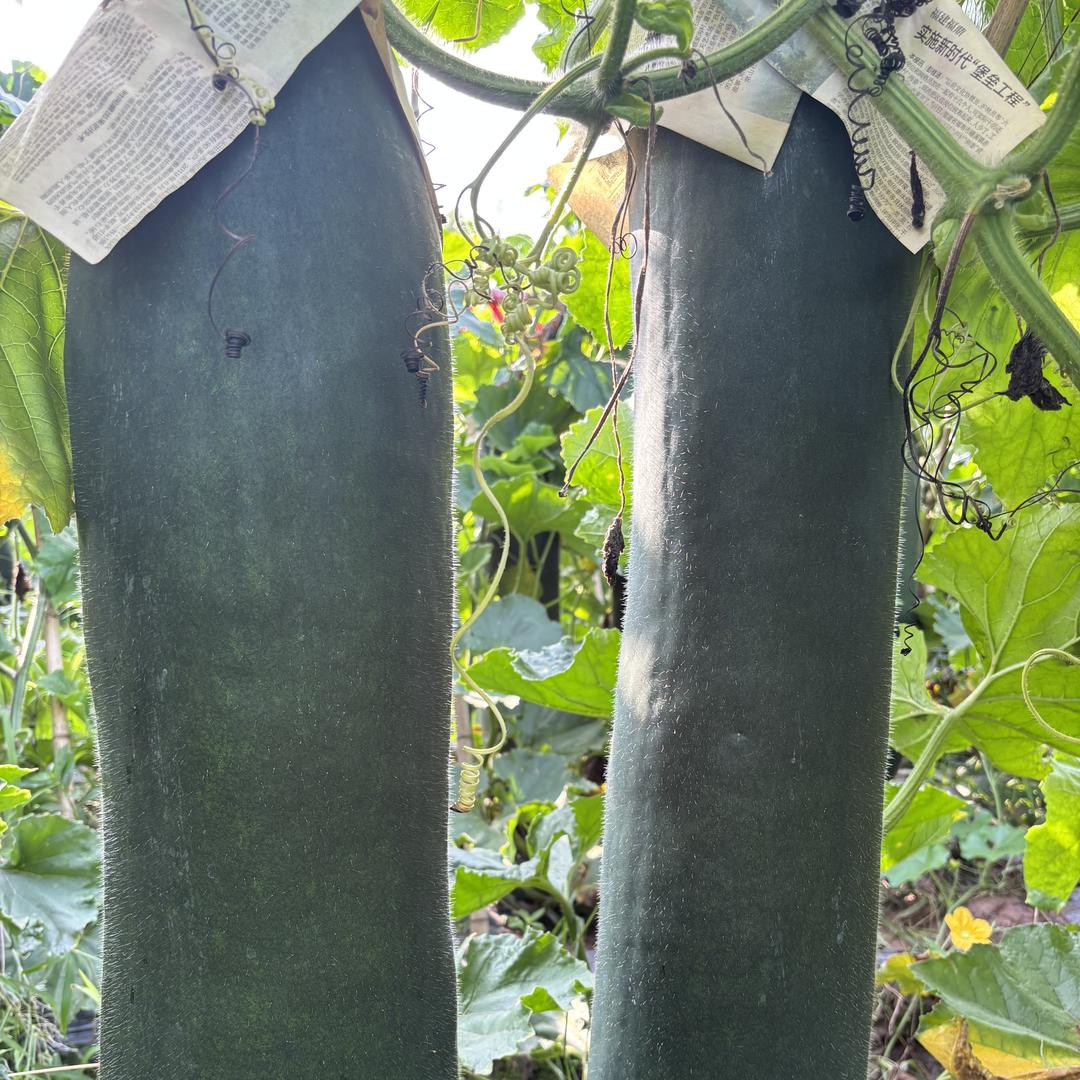 开江县鑫茂农庄