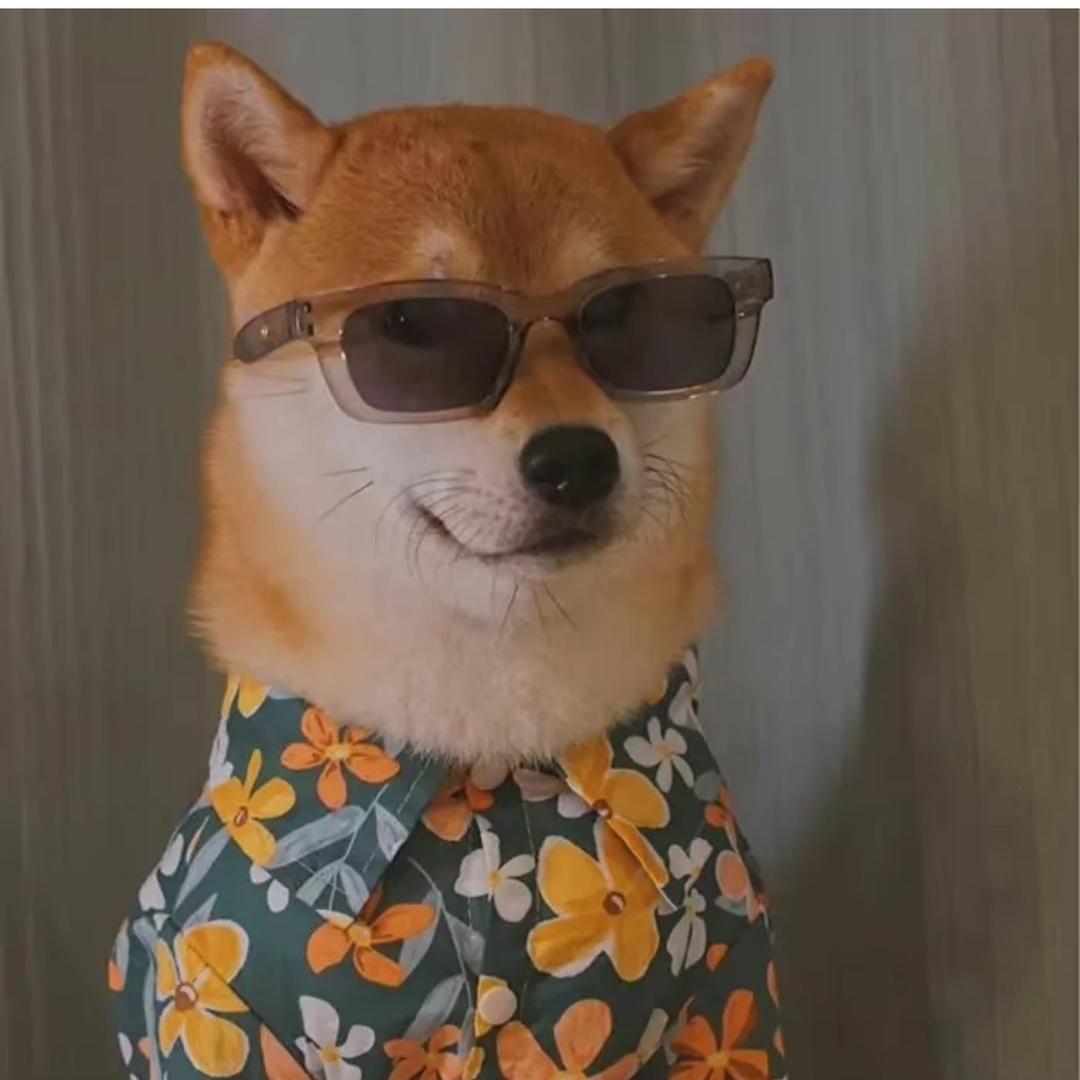 鱼罐头