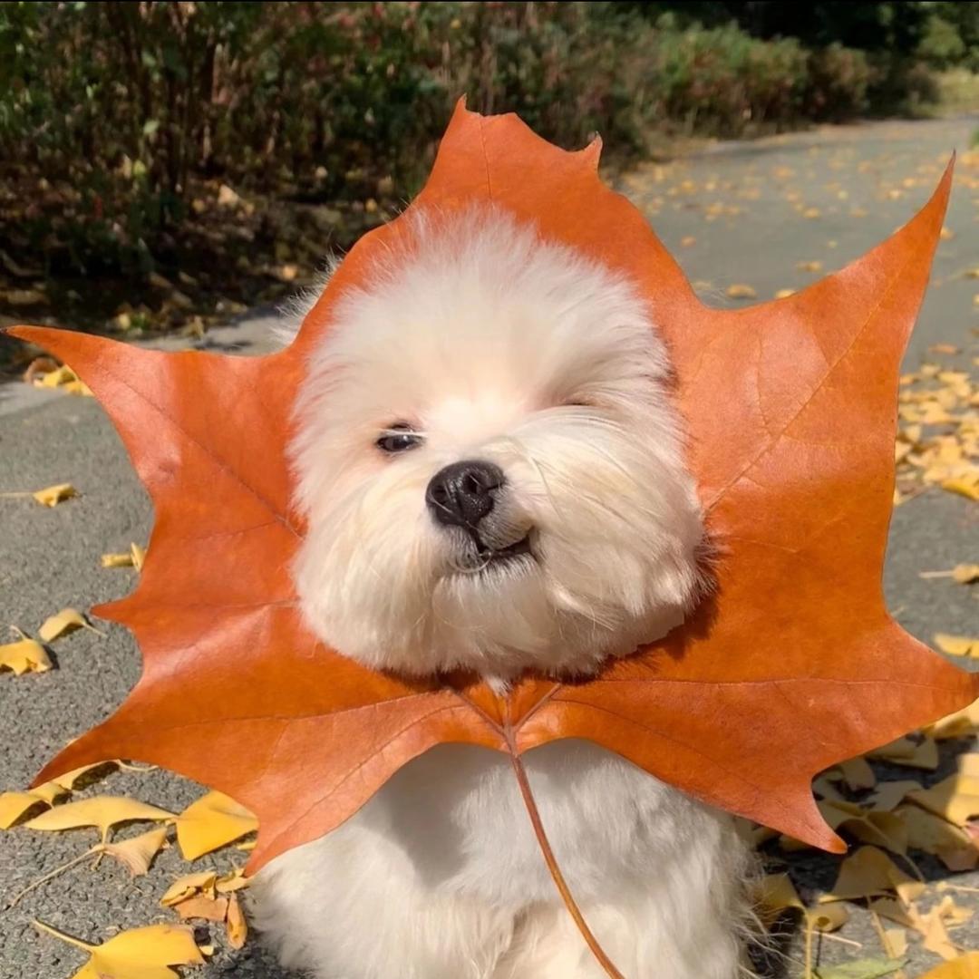 一只小菜咪