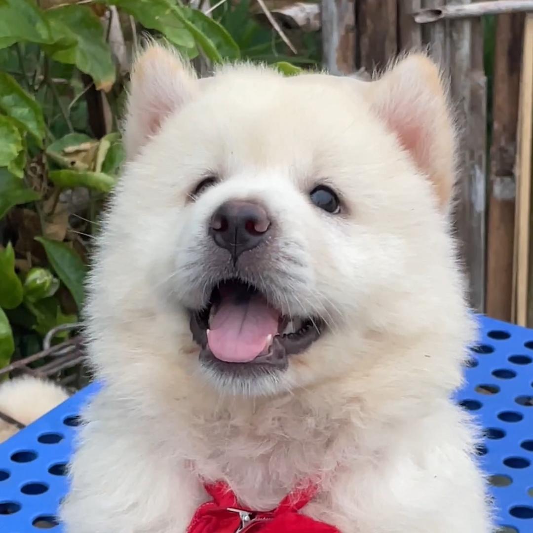 萌宠土松田园犬