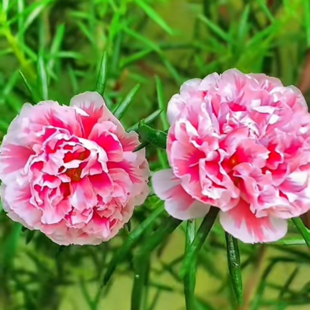 真真的花园