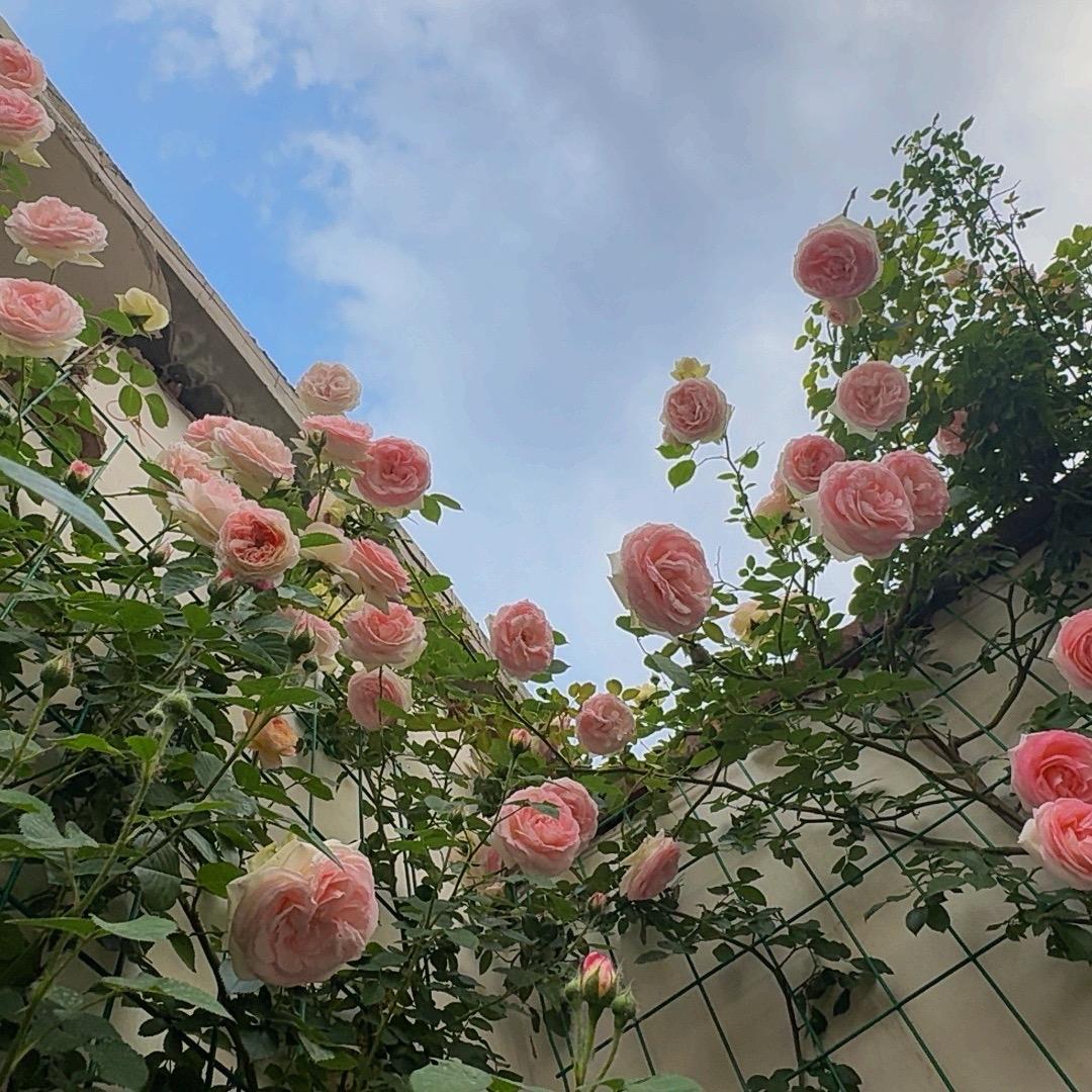 米花麻麻