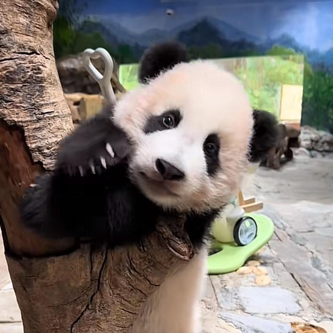 🐼幸运儿🍀