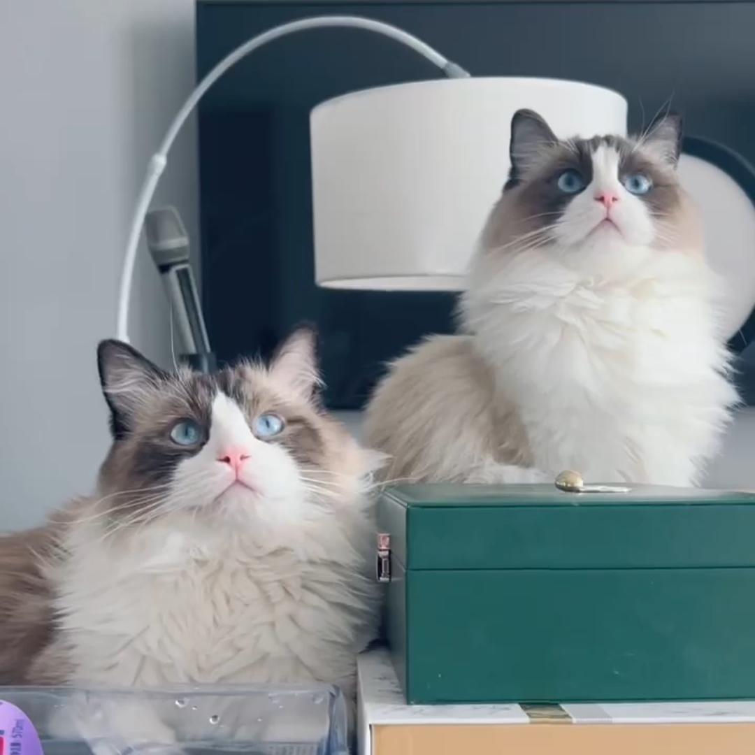 四只猫🐱