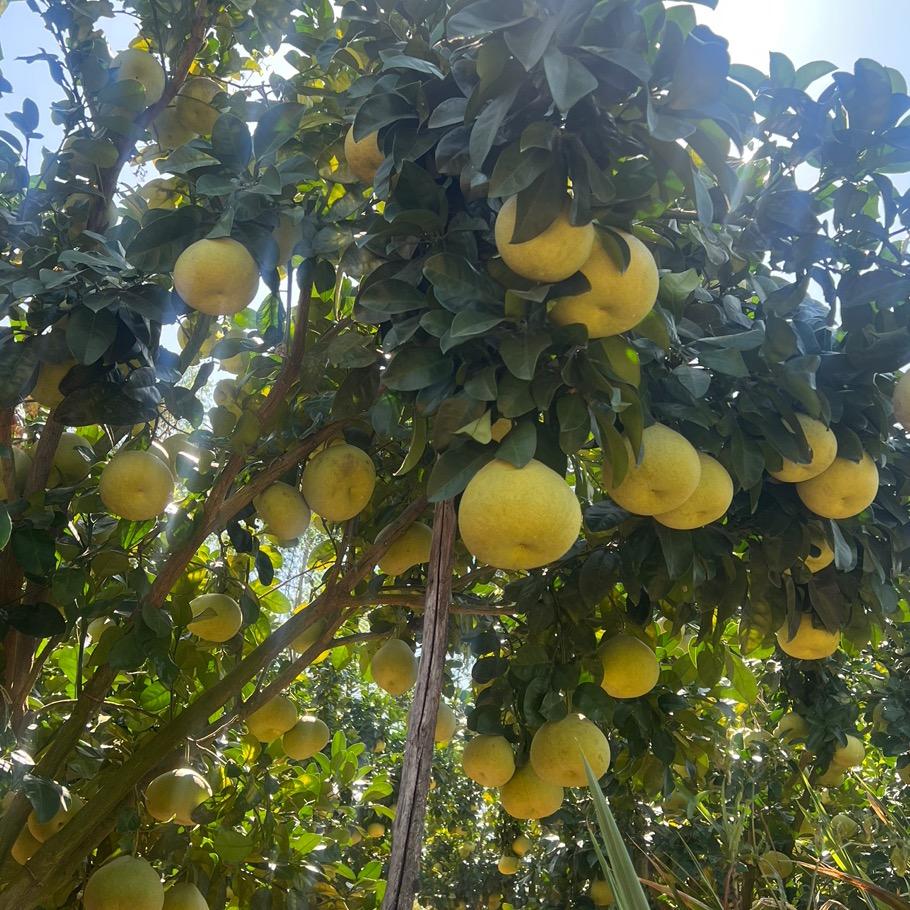 仙游度尾正宗文旦柚@tt