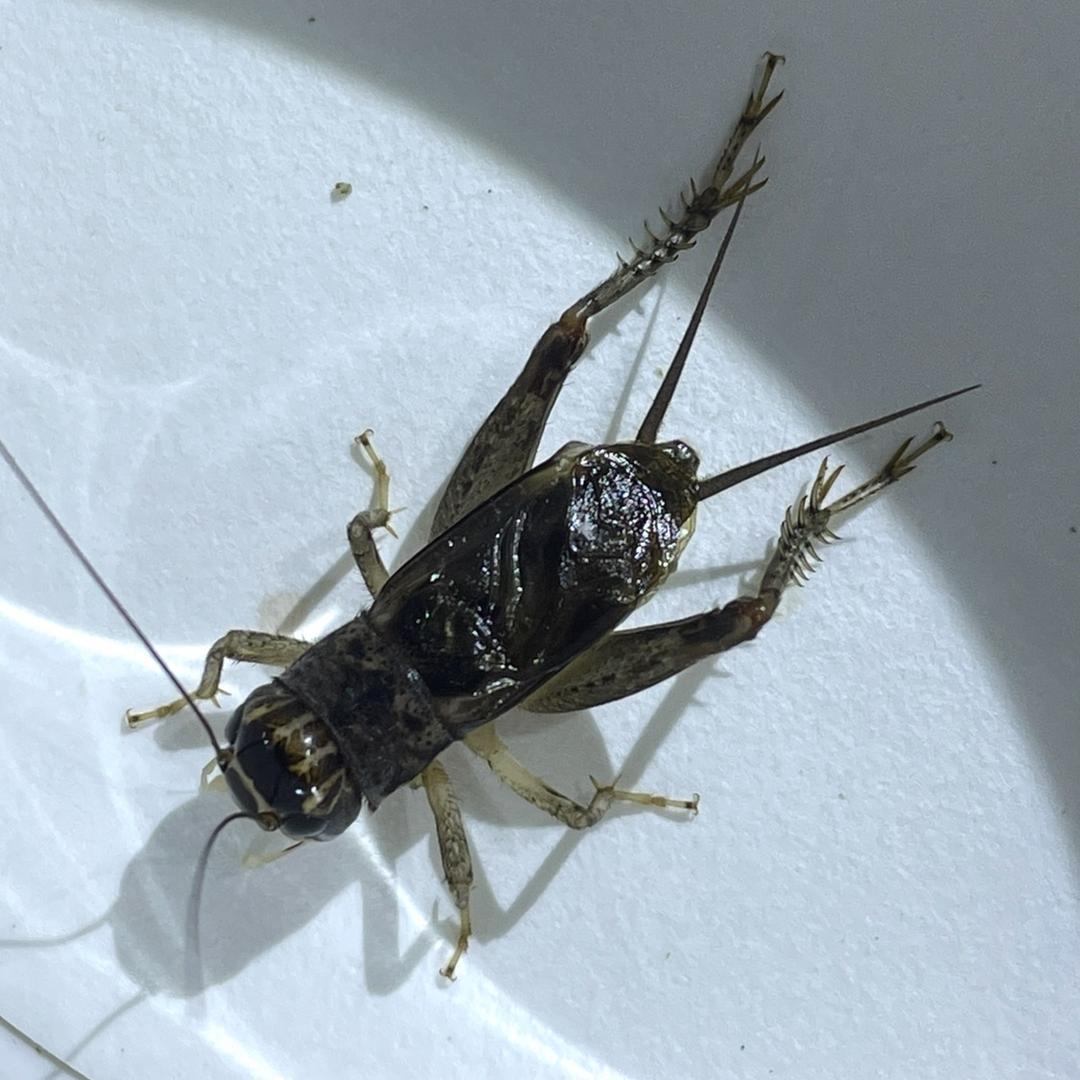 逮野生蟋蟀🦗的撬子手