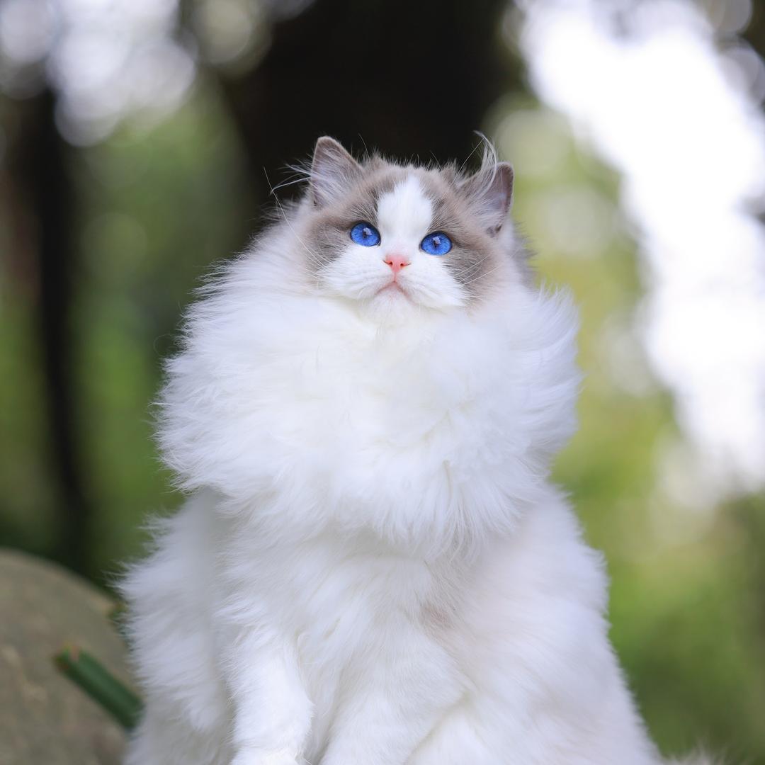 opm布偶猫舍