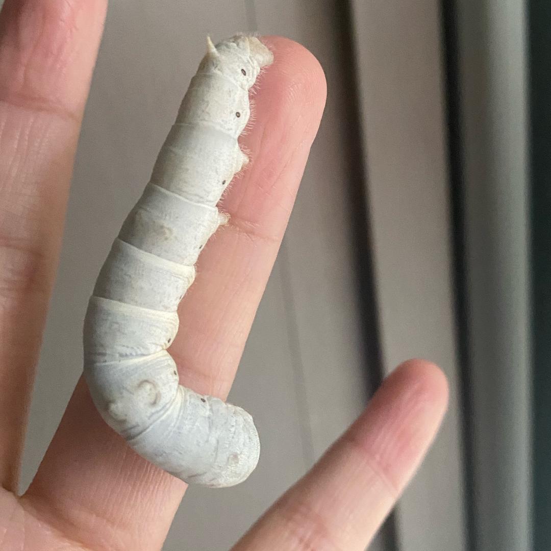 木棉喜暖