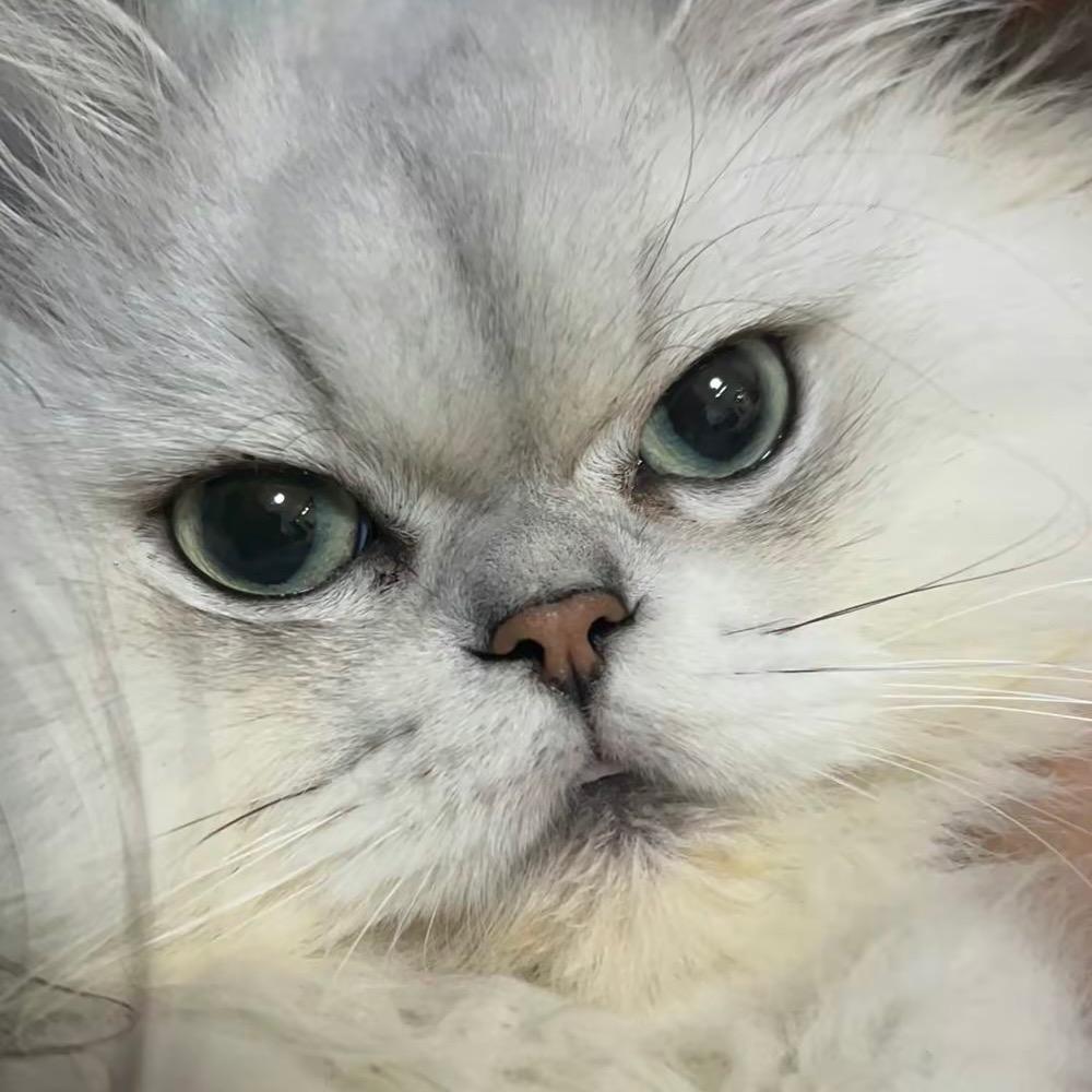 JiA-