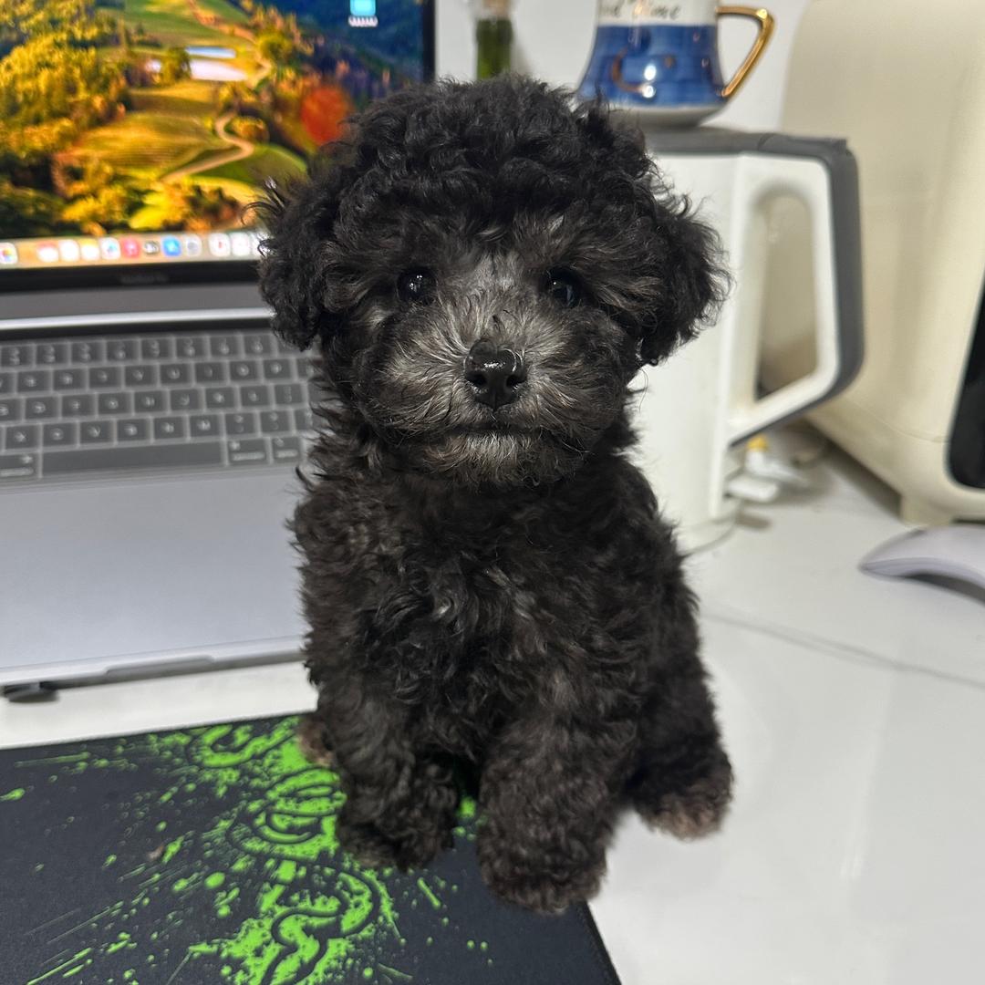爱犬小叮当