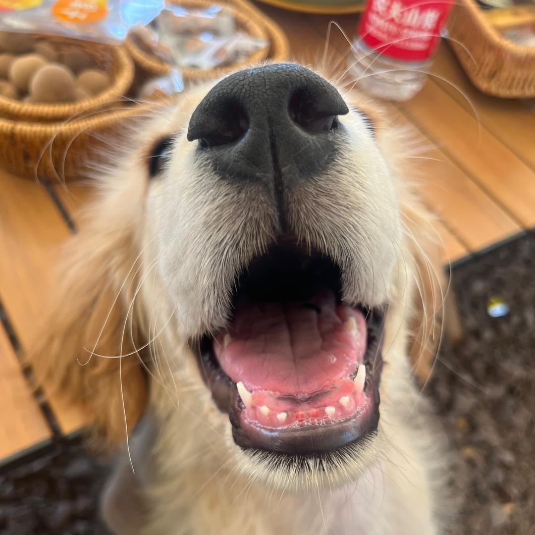 小狗得福🐶（找对象版）