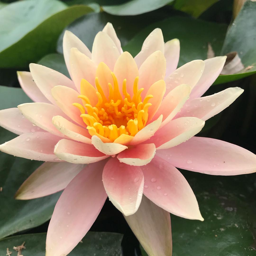 梁婉仪