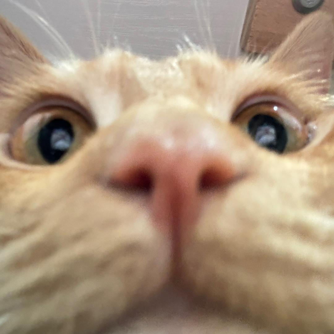 拒绝不了马内🐈💭.