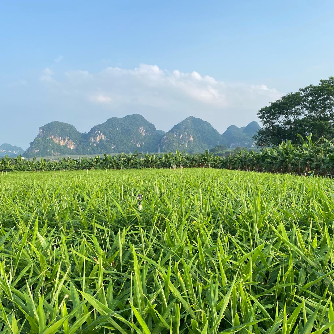 甜甜吖（嫩姜季）