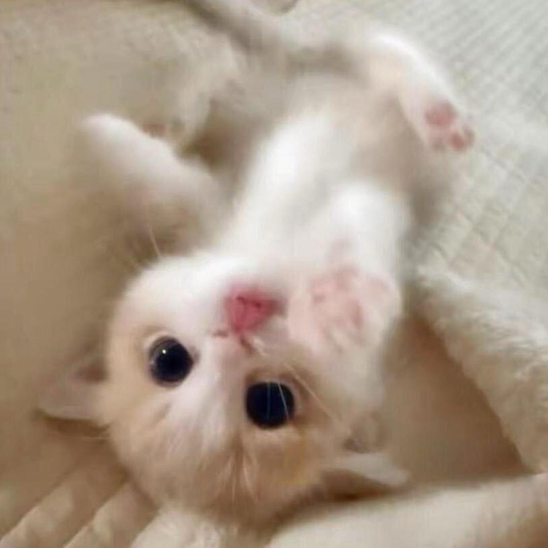茉莉