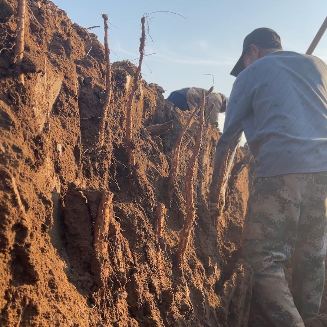 大梅农产品【铁棍山药】