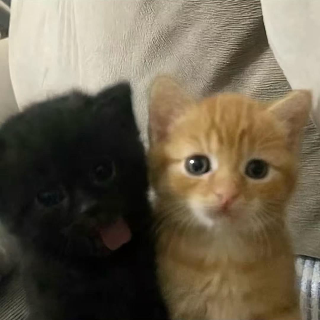 苏酱suki（已老实）