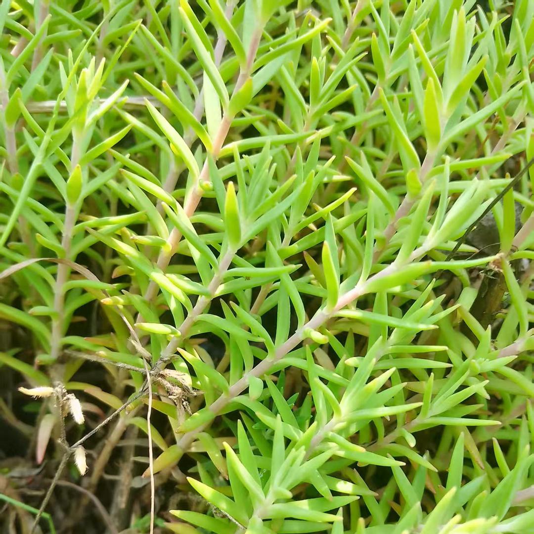 糖糖。压压高高之时3