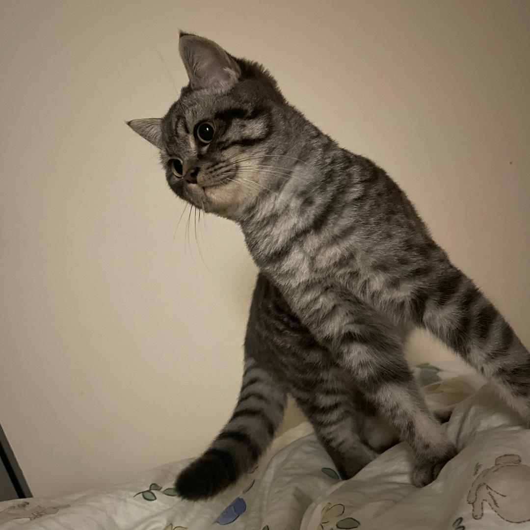 蛋糕是只大犟种