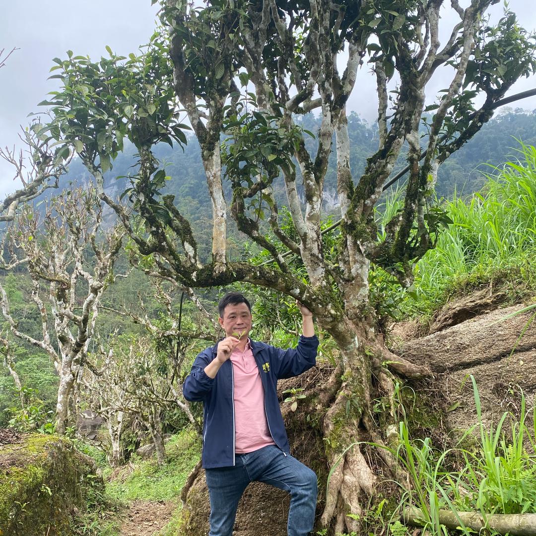 颂峤古树茶研社